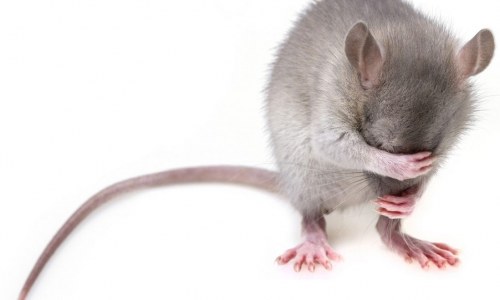 Почему в Канаде запрещают держать домашних крыс?