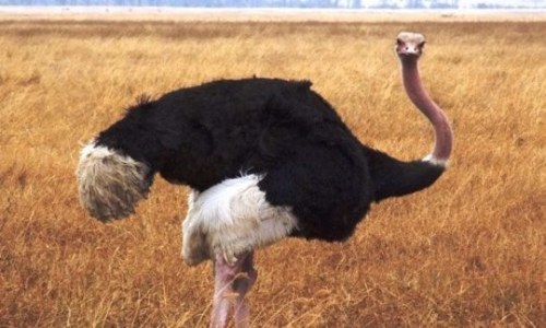 Как быстро бегают страусы?
