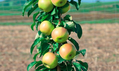 Будет ли приносить плоды колоновидная яблоня, если ее растить на балконе?
