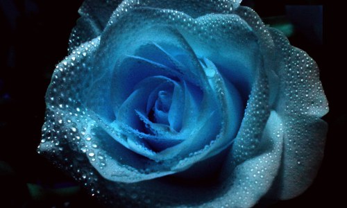 Бывают ли натуральные голубые розы?