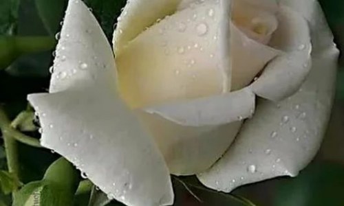 Какой смысл песни «Белые розы»?
