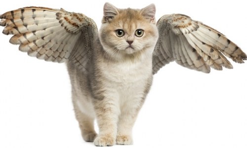 Почему сов называют «крылатыми кошками ночи»?