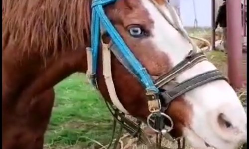 Какие породы лошадей с голубыми глазами?