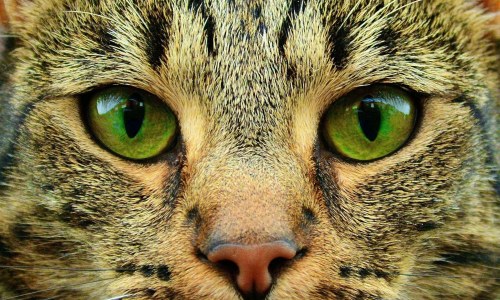 Каким цветом видит окружающий мир кошка?