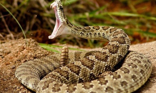 Правда ли, что гремучая змея может укусить даже после того, как ее обезглавили?