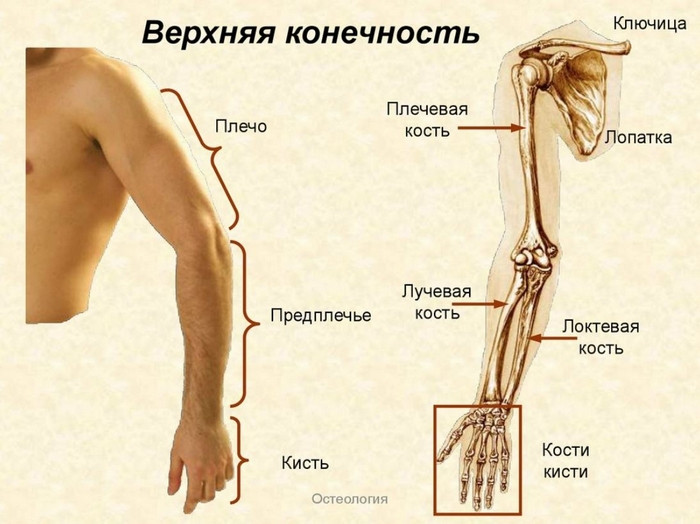 Что называется от запястья до локтя Основные части руки и их названия